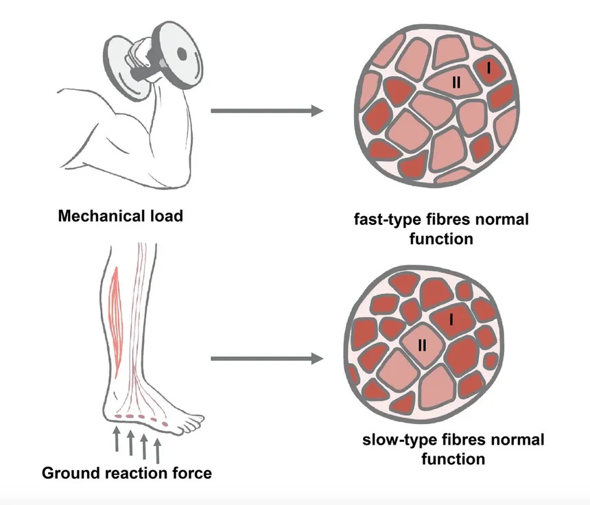 Health Coach Program L-2 (International)